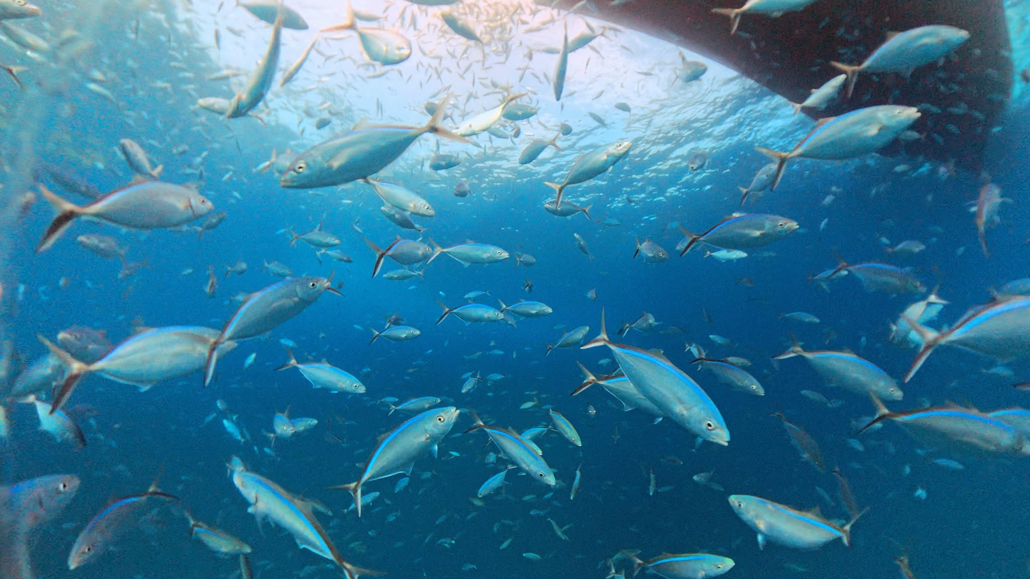 A bait ball underwater off Islamorada