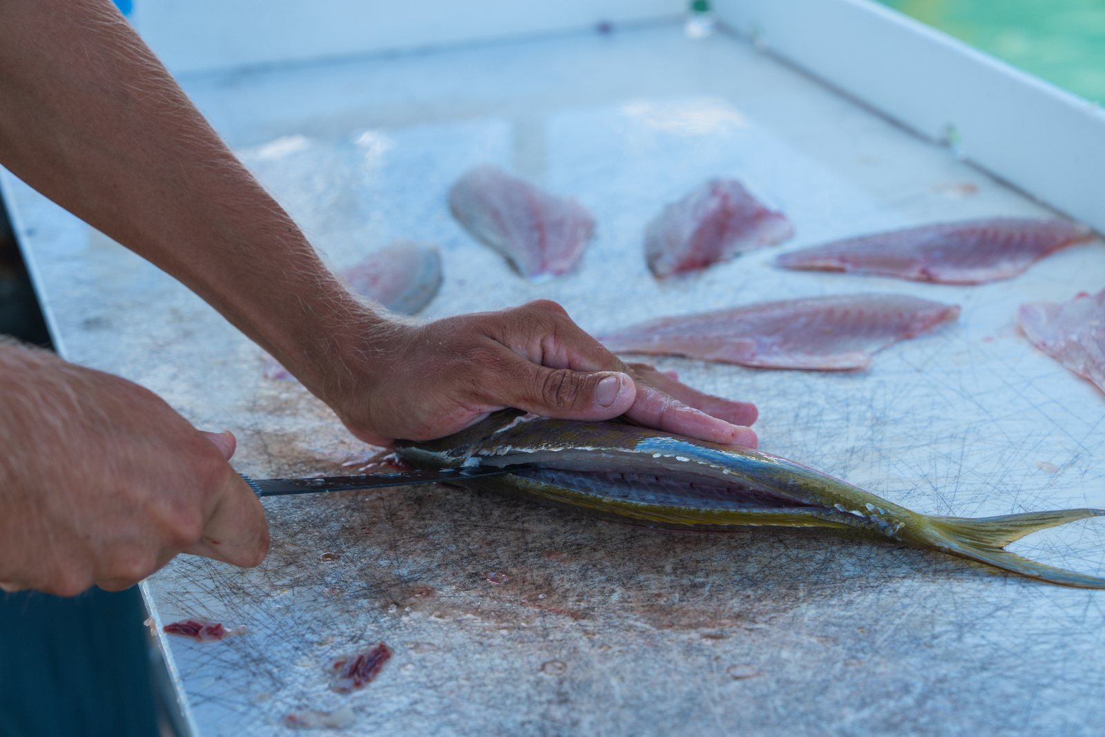 Yellowtail filleted at the dock