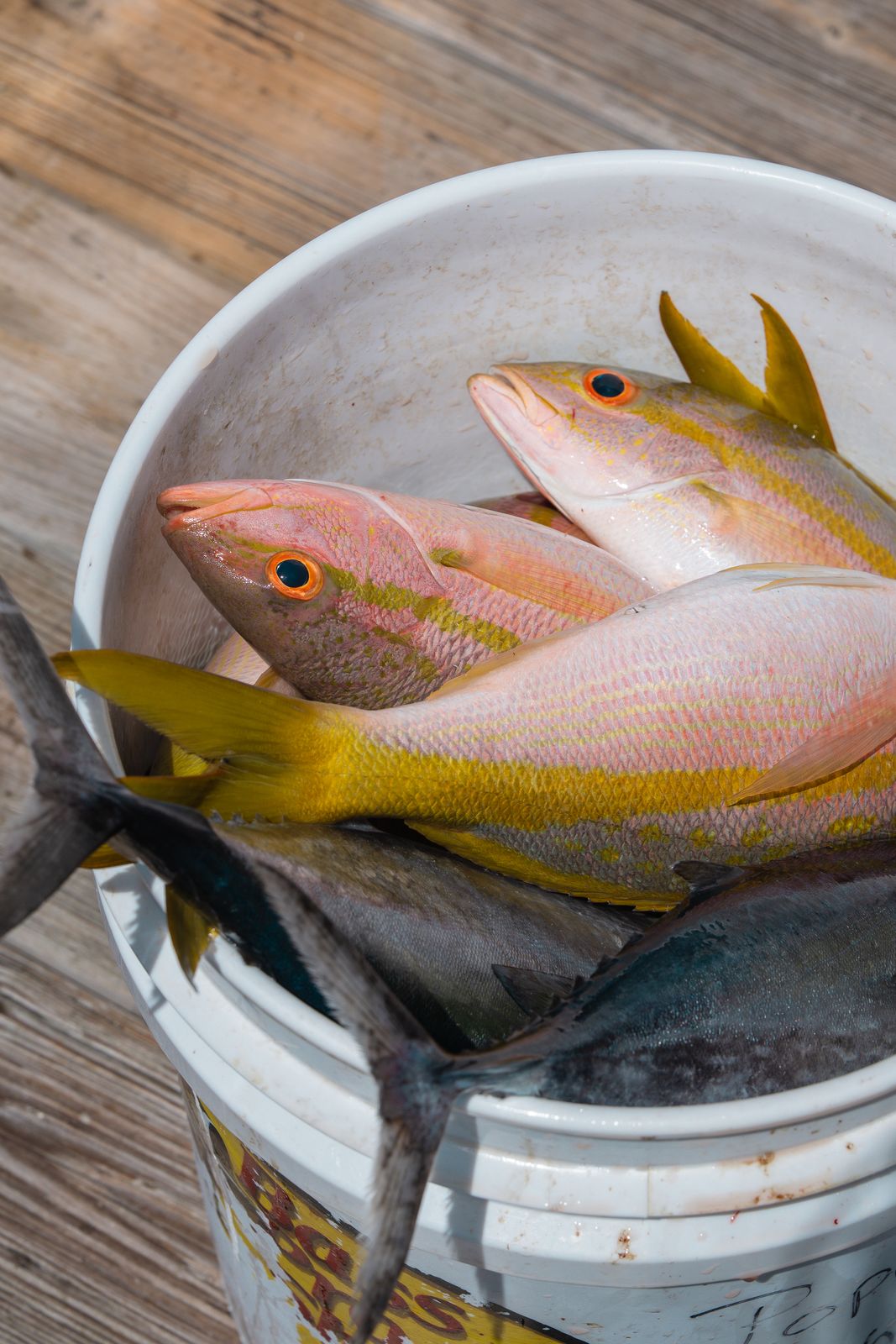 Yellowtail by the bucket