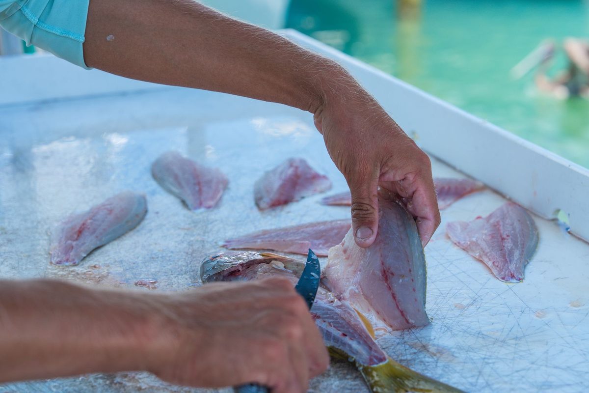 Fillets from the day's catch cleaned at the dock in Islamorada