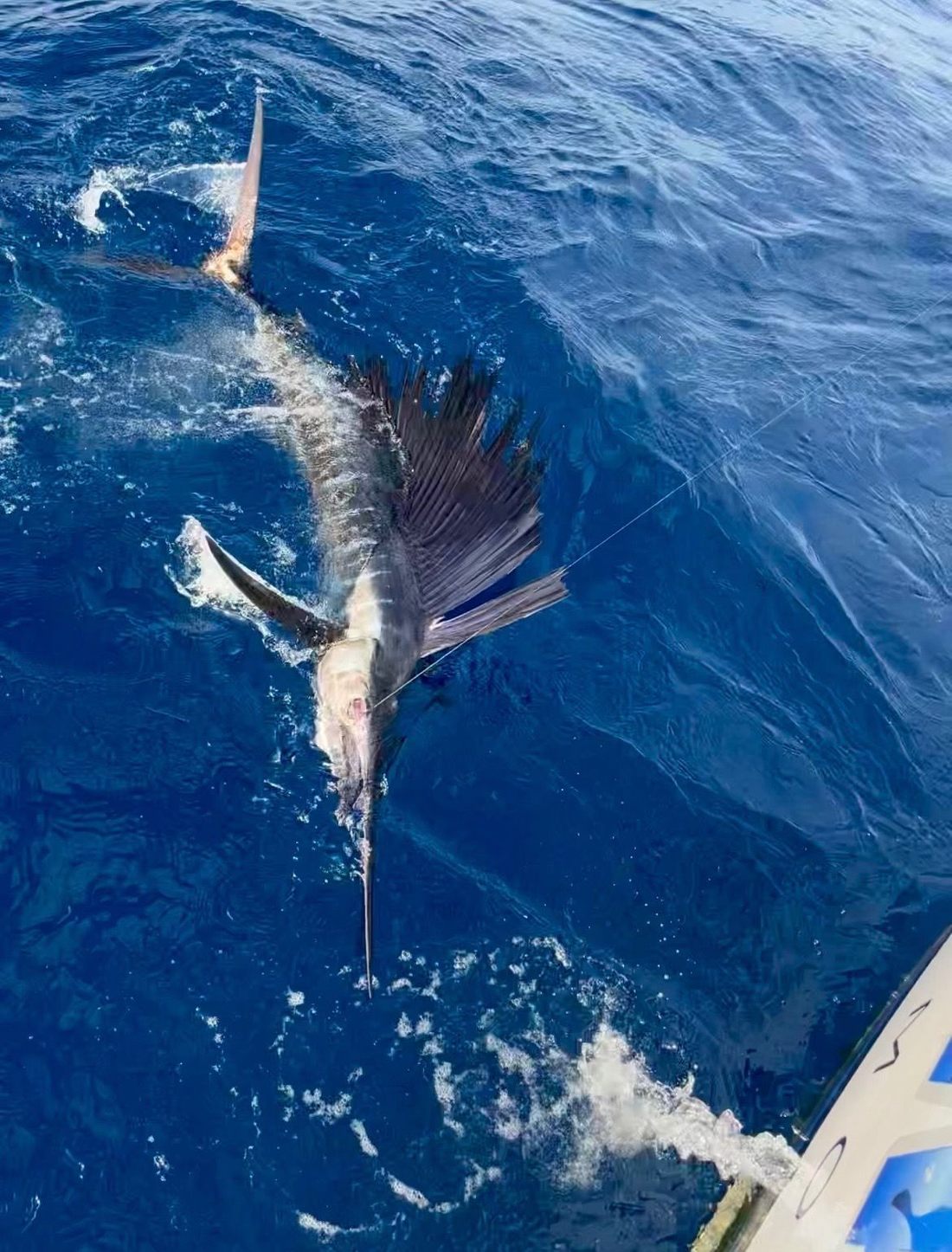 A sailfish beside the boat a moment before release