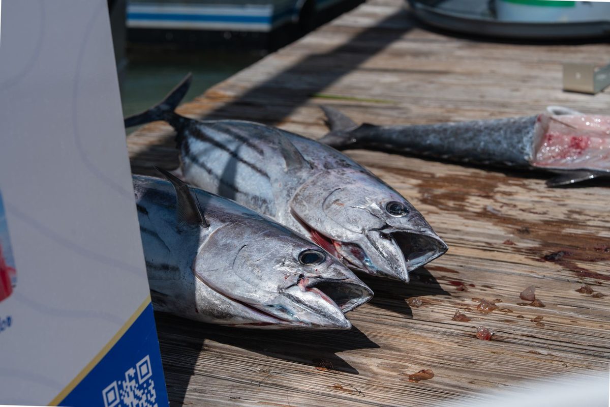 Tuna on the dock at Three Waters Resort Marina in Islamorada