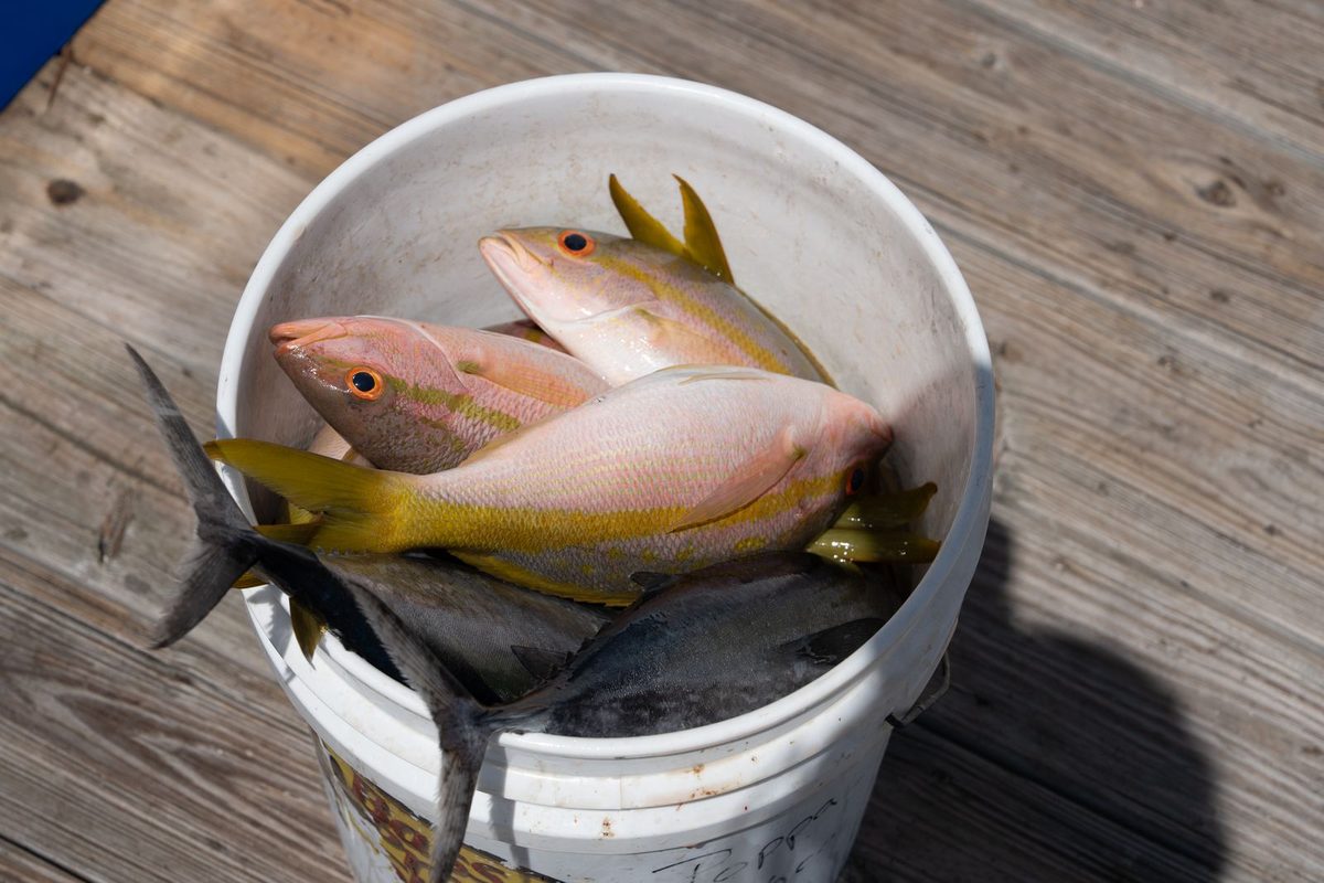 Yellowtail snapper in the bucket at the dock in Islamorada