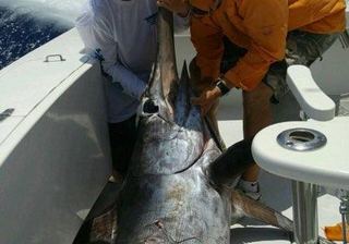 Overnight swordfish